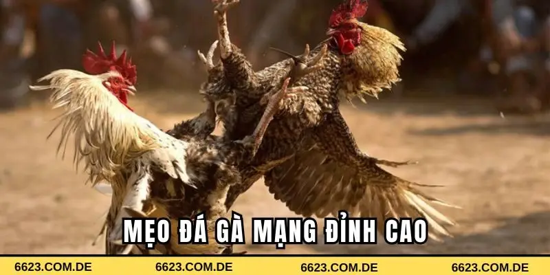 Mẹo đá gà mạng đỉnh cao từ các cao thủ